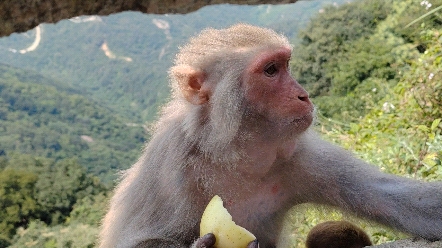 花果山电报猴未消音-花果山电报猴无消音视频