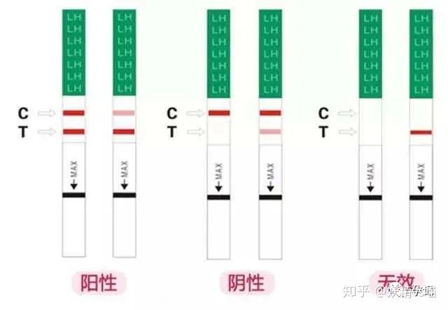 c一条杠t没有杠,一条c杠是怀孕了吗