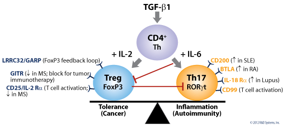 treg,tregear